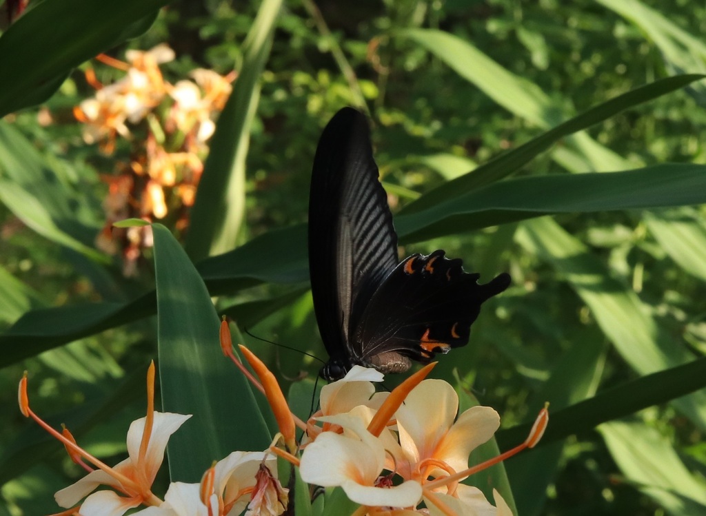 Papilio demetrius demetrius from Район Ходоґая, Иокогама, Канагава ...