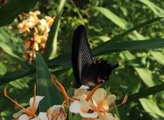 Papilio demetrius demetrius