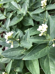 Vincetoxicum hirundinaria