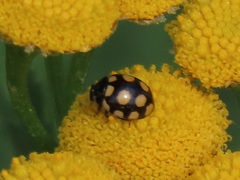 Coccinula quatuordecimpustulata