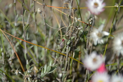 Achyranthemum affine