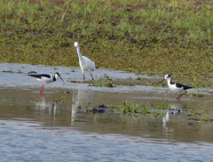 Himantopus mexicanus melanurus