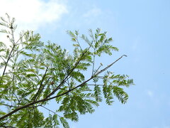Albizia inundata