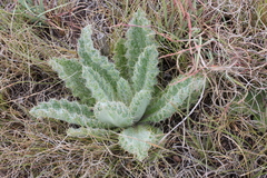 Berkheya purpurea