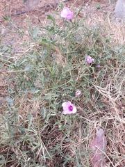 Convolvulus althaeoides