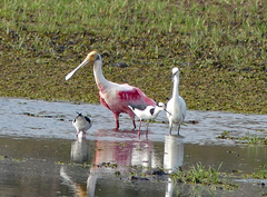 Platalea ajaja
