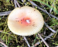 Amanita xanthocephala