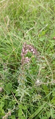 Odontites vulgaris
