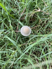 Panaeolus papilionaceus