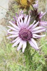 Berkheya purpurea