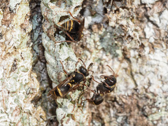 Ropalidia socialistica