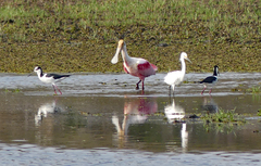 Platalea ajaja