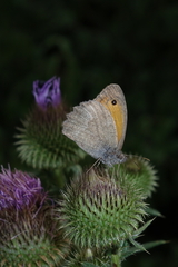 Hyponephele lupinus