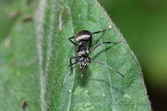 Polyrhachis