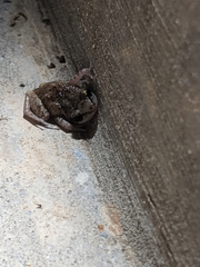 Eleutherodactylus campi