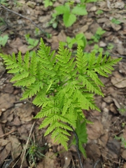 Botrypus virginianus