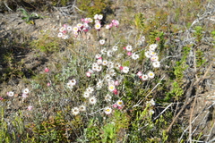 Achyranthemum affine