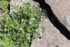 Conium fontanum alticola