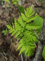 Botrypus virginianus
