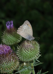 Hyponephele lupinus