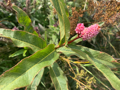Polygonaceae
