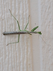 Stagmomantis limbata