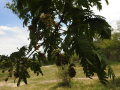 Albizia inundata