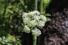 Conium fontanum alticola
