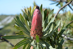 Protea neriifolia