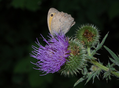 Hyponephele lupinus