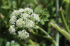 Conium fontanum alticola