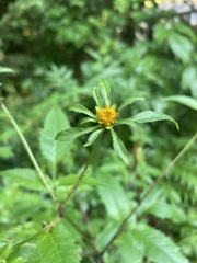 Bidens vulgata