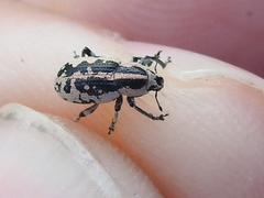 Eudiagogus rosenschoeldi