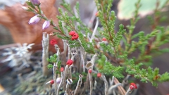 Cladonia
