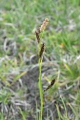 Carex frigida