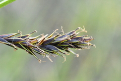 Carex frigida