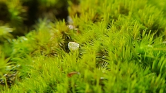 Cladonia