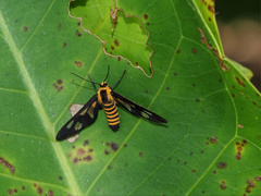 Eressa rhysoptila