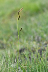 Carex frigida