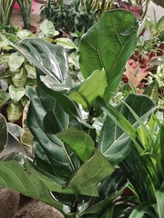 Ficus lyrata