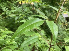 Bidens vulgata