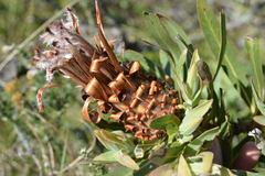 Protea neriifolia