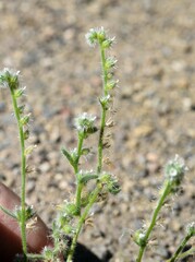 Cryptantha