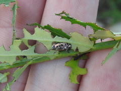 Eudiagogus rosenschoeldi