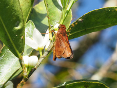 Cephrenes augiades