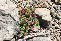 Crassula setulosa rubra