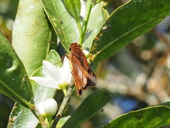 Cephrenes augiades