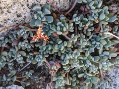 Sedum obtusatum