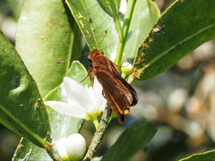 Cephrenes augiades