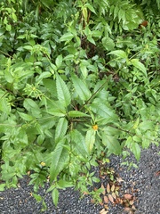 Bidens vulgata